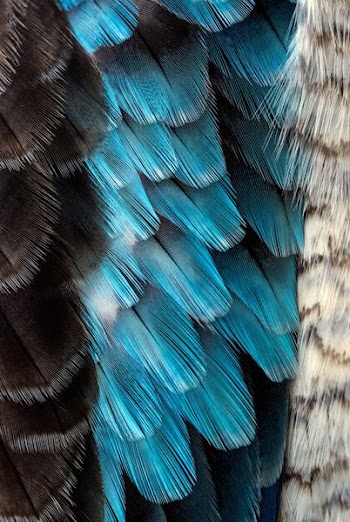 black and blue feather