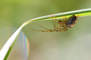 Black and Brown 6 Legged Spider
