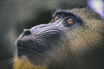Black and Brown Baboon Close-up Photography
