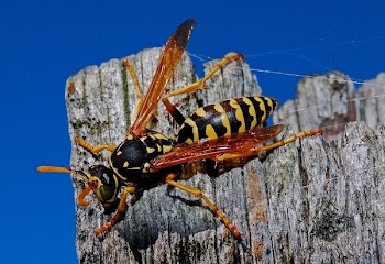 Black and Brown Bee