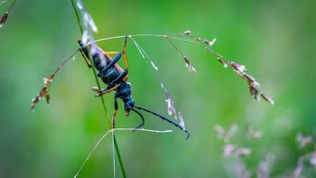 Black and Brown Beetle on Green Leaf