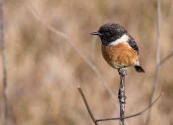 Black and Brown Bird