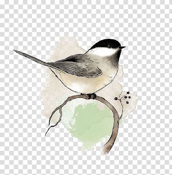 Black and brown bird perched on tree , Bird Watercolor painting Chickadee Drawing, Ink birds transparent background PNG clipart