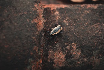 Black And Brown Bug On Surface