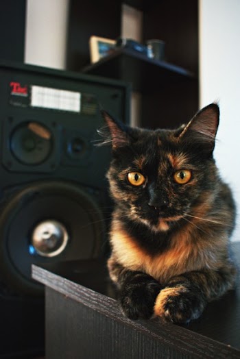 Black and Brown Cat on Black Tabletop