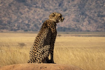 Black and Brown Cheetah on Roack