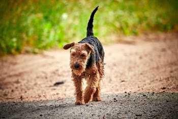Black And Brown Dog