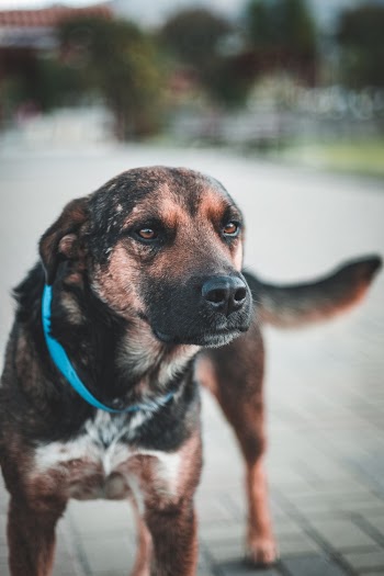 Black and Brown Dog