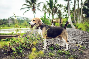 Black and Brown Dog