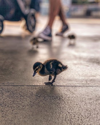 Black and Brown Duckling on Concrete Floor