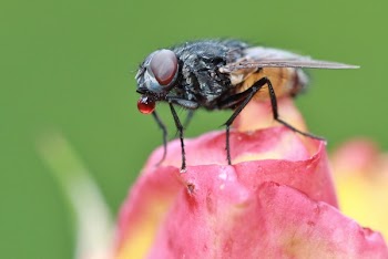 Black and Brown Fly Perching on Pink Flower
