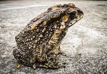 Black and Brown Frog Sitting on White Concrete Floor