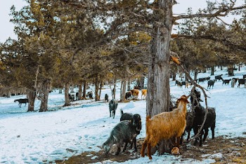 Black and Brown Goats Standing Beside Tree
