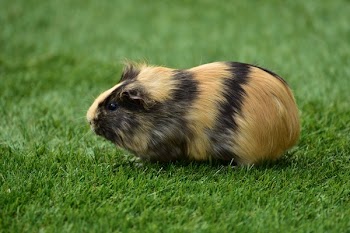 Black and Brown Guinea Pig Sitting on Grass