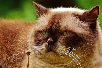 Black and Brown Himalayan Cat Close Up Photography