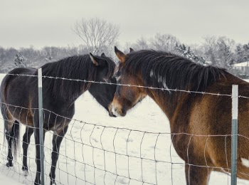 Black and Brown Horses near a Fence during Winter