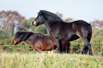 Black and Brown Horses Near Trees