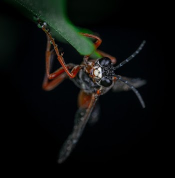 Black and Brown Insect