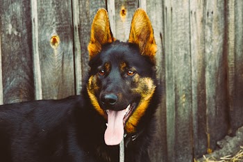 Black and Brown Long Coated Dog Spreads Out Tongue