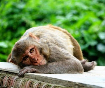 Black and Brown Monkey Close-up Photography