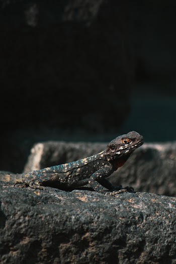 Black and Brown Reptile