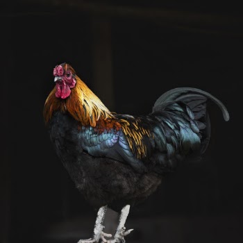 Black and Brown Rooster