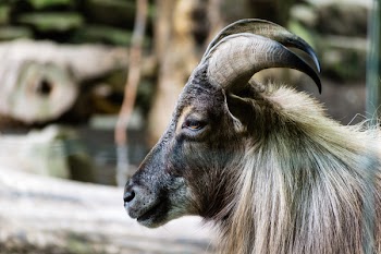 Black and Brown Sheep