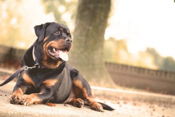 Black and Brown Short Coat Dog Lying on the Ground
