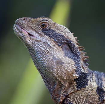 Black and Brown Spiky Lizard