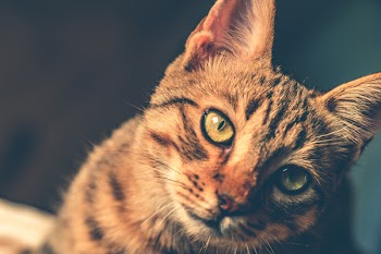 Black and Brown Tabby Cat
