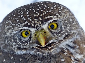 Black and Brown Winter Owl