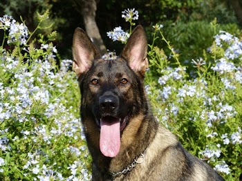 Black and Fawn Belgian Malinois in Front of White Flowering Green Plant