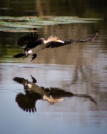 Black and Gray Bird Flying over Body of Water