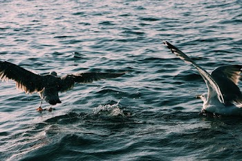 Black and Gray Birds on Water 
