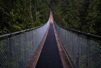 black and gray bridge surrounded by trees