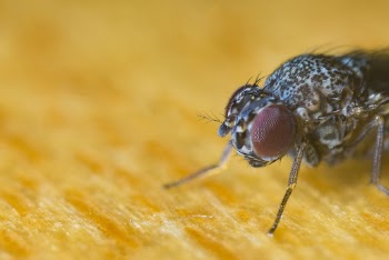 Black and Gray Fly