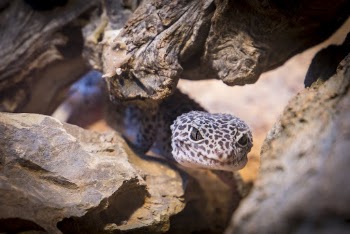 Black and Gray Gecko