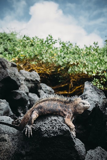Black and Gray Lizard