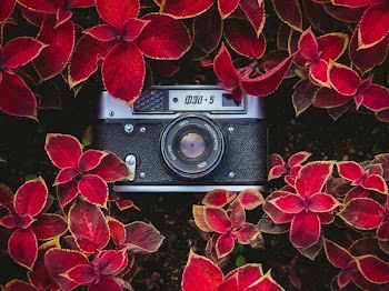 black and gray point-and-shoot camera on red plants