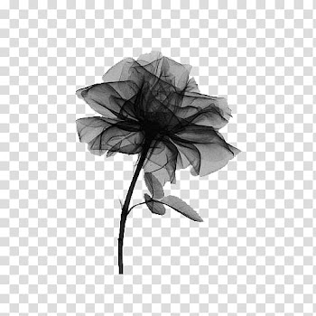 Black and gray rose illustration, X-ray Rose Radiography Light, Black Sand Rose transparent background PNG clipart