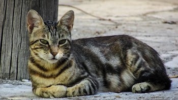 Black and Gray Short Coated Cat
