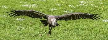 Black and Gray Vulture Flying at Daytime