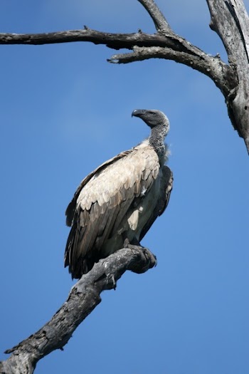 Black and Gray Vulture on Gray Wither Tree during Daytime