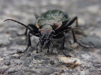 Black and Green Beetle