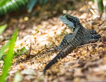 Black and Green Lizard during Daytime