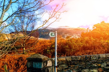 Black and Green Traffic Signage Near Grey Concrete Wall and Brown Trees