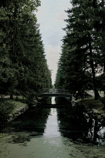 Black and Grey Bridge Near Trees