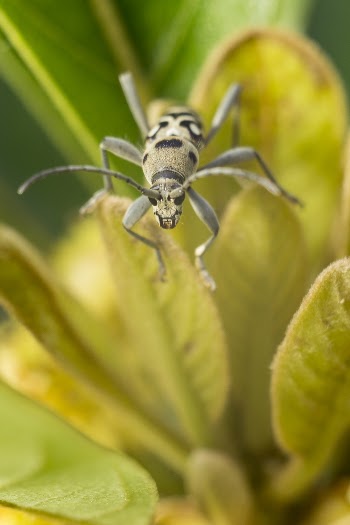 Black and Grey Bug on Green-leaves