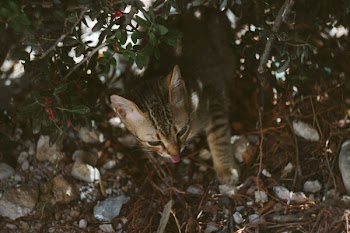 Black and Grey Cat Walking on Grass