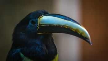 Black and Grey Toucan